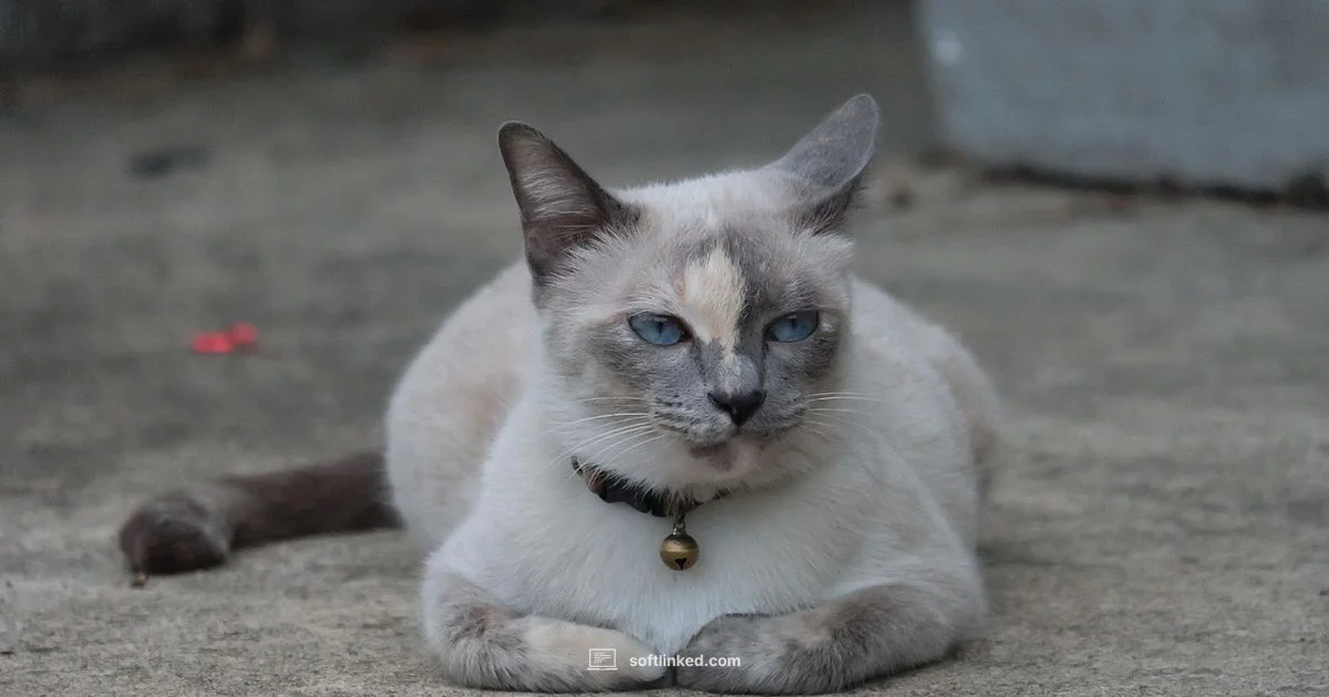 Brother Scan Guide - SoftLinked