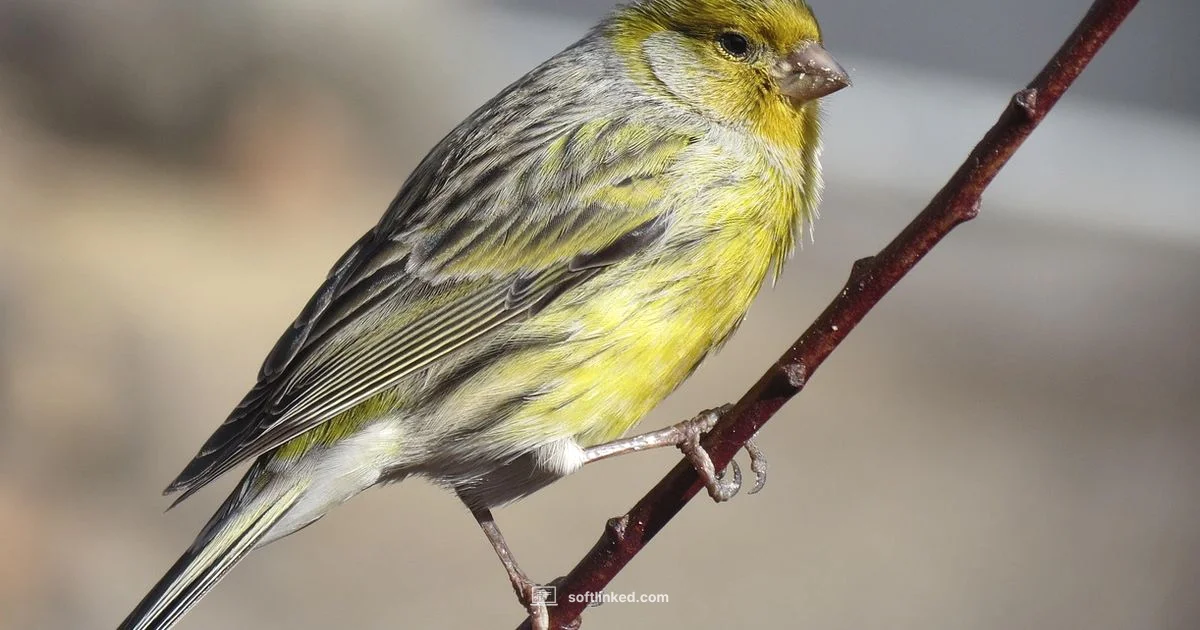 Canary Charges - SoftLinked