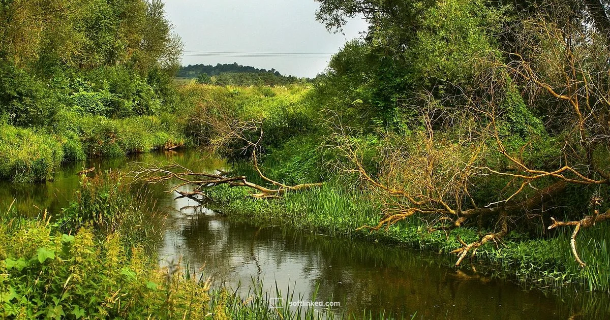 License Capitalization - SoftLinked