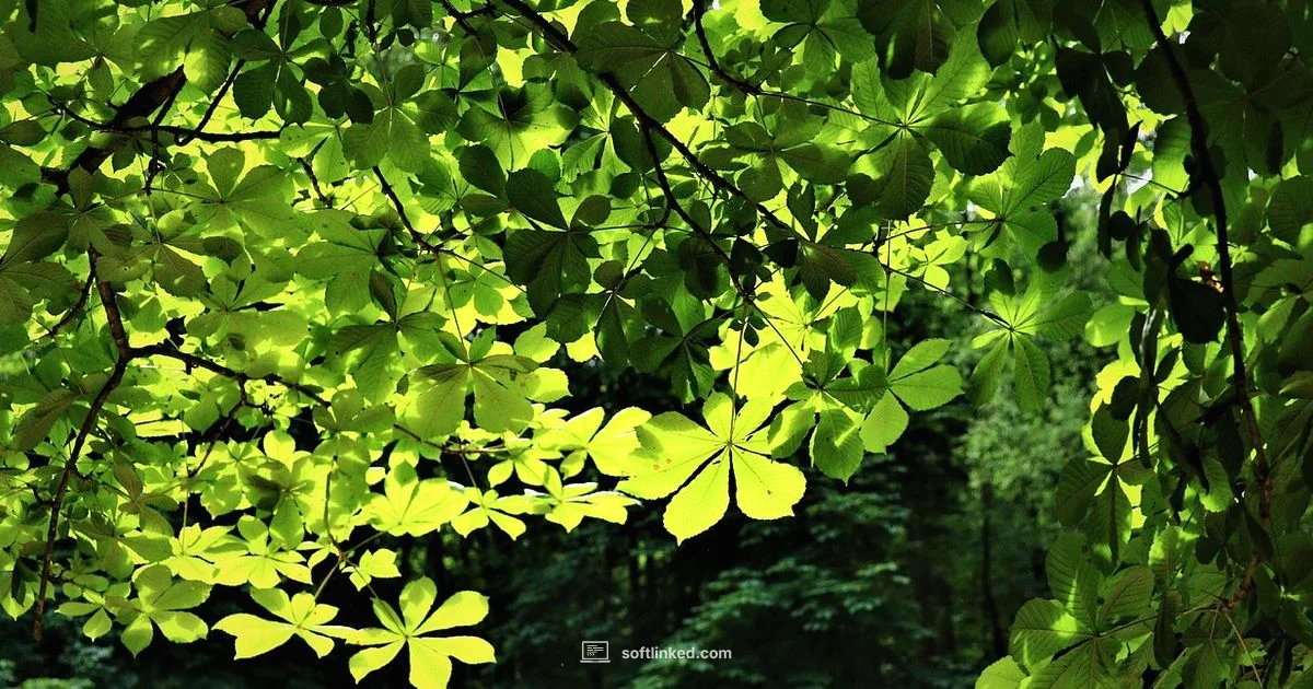 Canopy Software Explained - SoftLinked